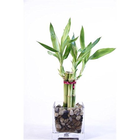 VISTA 4 in. Good Health Bamboo Arrangment VI2626624